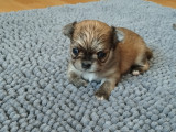Chiot mâle Chihuahua LOF à poil long à vendre