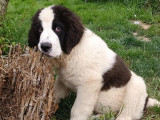4 chiots femelles Landseer LOF disponibles à l’achat