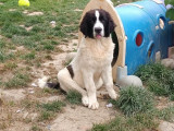 À réserver, 3 chiots mâles Landseer type continental européen (LOF)
