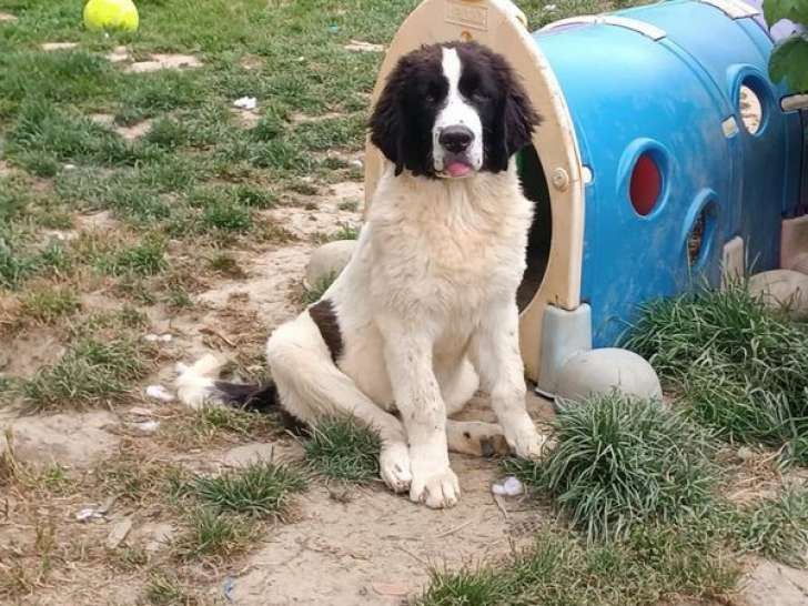 À réserver, 3 chiots mâles Landseer type continental européen (LOF)