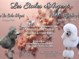 Chiots de race Caniche à vendre (5 femelles & 2 mâles)