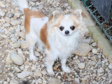 Chienne Chihuahua adulte LOF de 5 ans à vendre