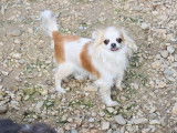 Chienne Chihuahua adulte LOF de 5 ans à vendre