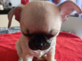 À réserver, 1 chiot mâle Chihuahua (LOF)