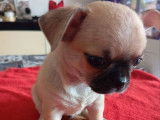 À réserver, 1 chiot mâle Chihuahua (LOF)