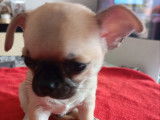 À réserver, 1 chiot mâle Chihuahua (LOF)