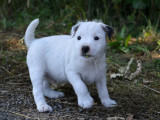 Superbes chiots Parson Russell Terrier LOF à réserver