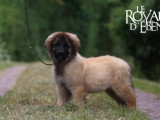 À vendre, 1 chiot mâle Léonberg (LOF)