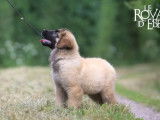 À vendre, 1 chiot mâle Léonberg (LOF)