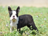 1 chiot Boston Terrier mâle LOF à réserver
