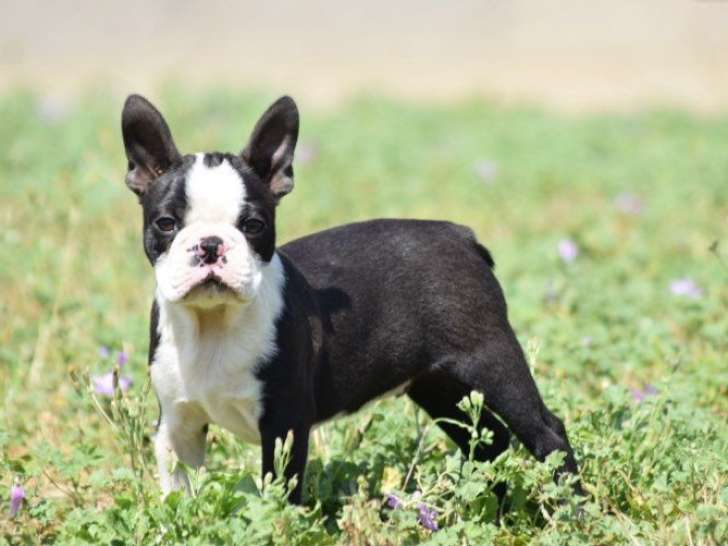 1 chiot Boston Terrier mâle LOF à réserver