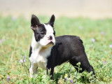 1 chiot Boston Terrier mâle LOF à réserver