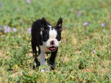1 chiot Boston Terrier mâle LOF à réserver