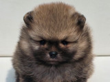 1 chiot mâle Spitz Nain Pomeranian disponible à la vente (LOF)