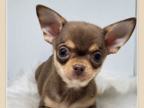 8 chiots Chihuahuas LOF à vendre
