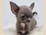8 chiots Chihuahuas LOF à vendre