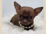 8 chiots Chihuahuas LOF à vendre