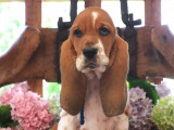 3 chiots Basset Hound LOF en vente