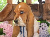 3 chiots Basset Hound LOF en vente