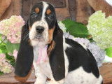 3 chiots Basset Hound LOF en vente