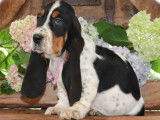 3 chiots Basset Hound LOF en vente