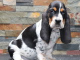 3 chiots Basset Hound LOF en vente
