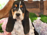 3 chiots Basset Hound LOF en vente