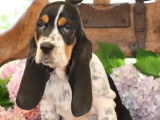3 chiots Basset Hound LOF en vente