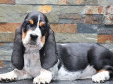 3 chiots Basset Hound LOF en vente