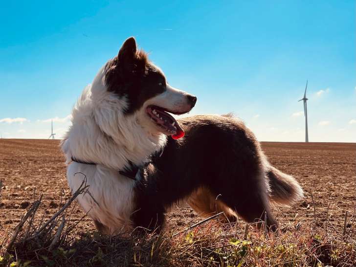 Mâle Berger Australien disponible pour saillie