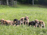 Chiot Bouvier Bernois croisés Mastiff et Labrador à vendre (6 femelles & 3 mâles)