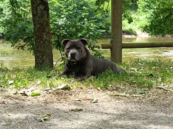 Marley, mâle Staffordshire Bull Terrier disponible pour saillie