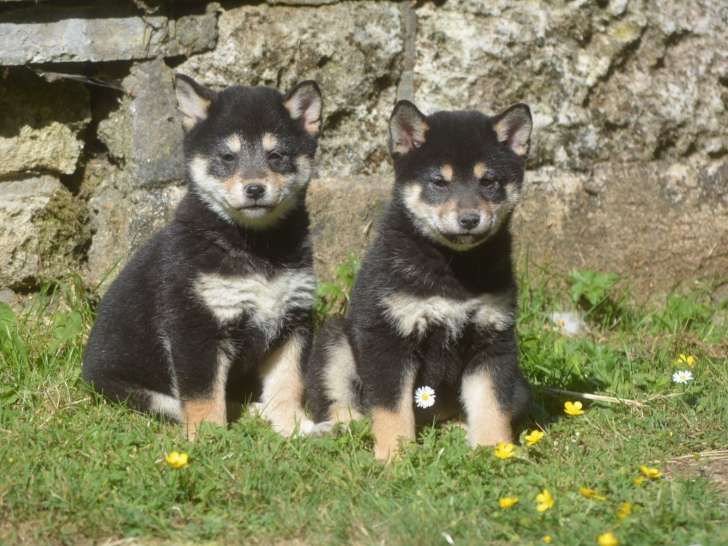 Superbes chiots Shiba Inu à vendre