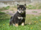 Superbes chiots Shiba Inu à vendre