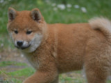Chiot Shiba inu à vendre