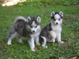Superbes chiots Pomsky à vendre