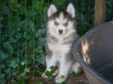 Superbes chiots Pomsky à vendre