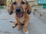 Klara, chiot femelle à adopter