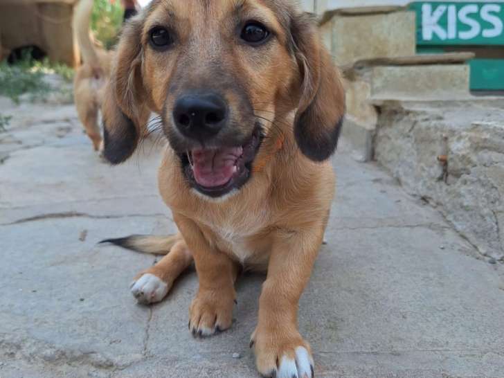Klara, chiot femelle à adopter