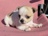 Femelle Chihuahua à vendre