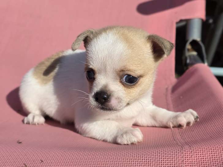 Femelle Chihuahua à vendre