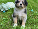 Magnifiques chiots Bergers Australien à vendre