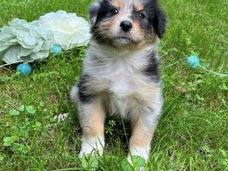Femelle F2 bleue merle queue courte naturelle AYDEN