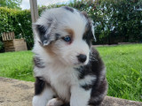 Chiots Berger Australien à vendre