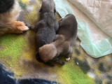 Chiots mâles Épagneul Tibétain croisés Chihuahua à vendre