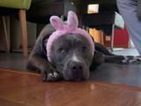 Mâle Staffordshire Bull Terrier disponible pour siallie