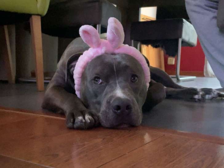 Mâle Staffordshire Bull Terrier disponible pour siallie