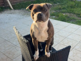 Femelle Staffordshire Bull Terrier disponible pour saillie
