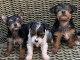 Chiots Yorkshire Biewer à vendre