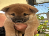 Chiots Shiba Inu à vendre